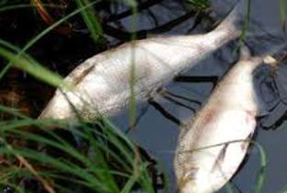 Ինչո՞ւ են Զանգու գետում սատկել ձկները