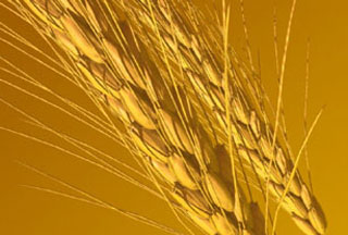 Ամենադիետիկ մթերքը գարին է