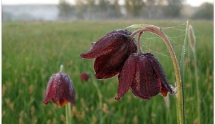 Առաջիկա օրերին  ջերմաստիճանը կնվազի 2-3 աստիճանով