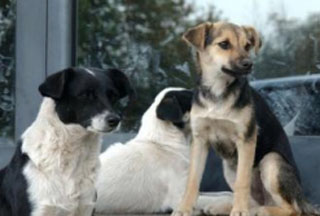 Նորքի այգիներում հայտնաբերված գայլը պարզվում է՝ շուն էր