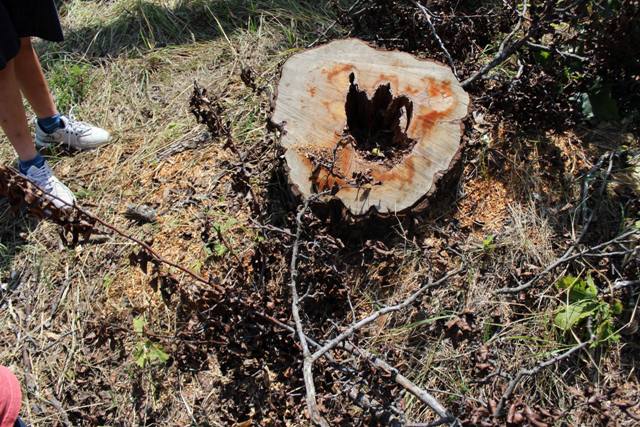 Ապօրինի ծառահատման դեպքեր են բացահայտվել