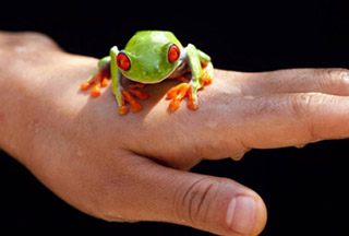 Գորտնուկներ. ինչպես կանխել դրանց առաջացումը