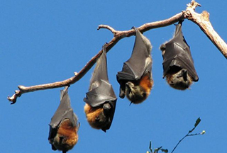 Էբոլայի վարակի տարածումը շարունակվում է