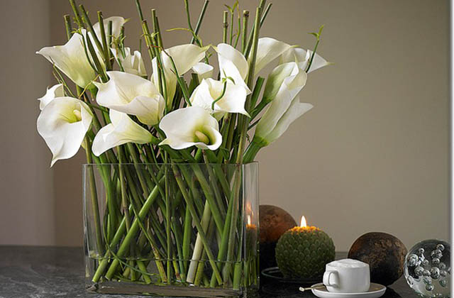 Բնակարանի բույսերի ու ծաղիկների նշանակությունը