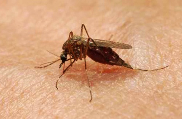 Ինչպես ազատվել տան միջատներից