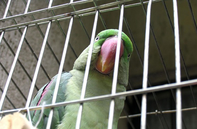 Հնդկաստանի ոստիկանությունը տարեց կնոջը վիրավորելու մեղադրանքով թութակի է ձերբակալել