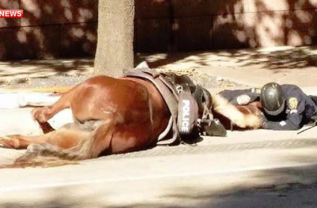 Վերջին շնչում գտնվող ձիուն մխիթարող ոստիկանի լուսանկարը հուզել է ամերիկացիներին