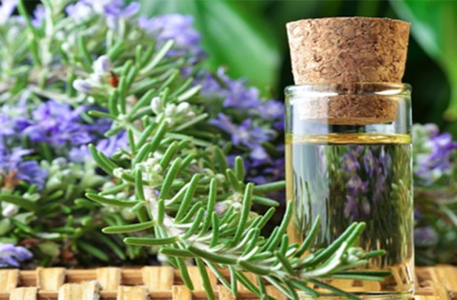 Խնկունին (розмрин) լավացնում է հիշողությունը