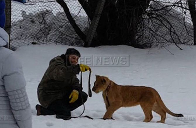 Հրապարակվել է Վլադիմիրում տղայի վրա առյուծի ձագի հարձակման տեսանյութը Հրապարակվել է Վլադիմիրում տղայի վրա առյուծի ձագի հարձակման տեսանյութը