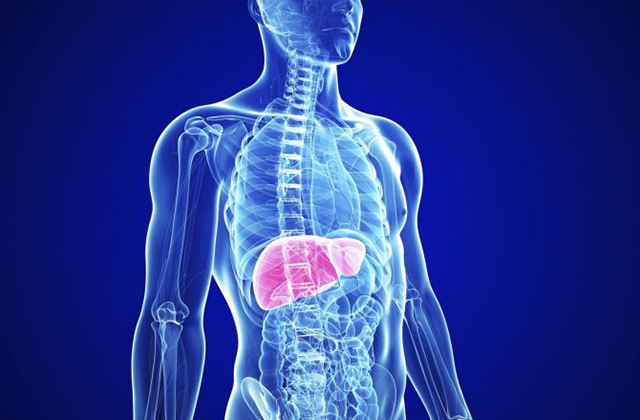 Ճապոնացի հետազոտողներն աճեցրել են մարդու մինի-լյարդ, որը կարելի է պատվաստել հիվանդներին