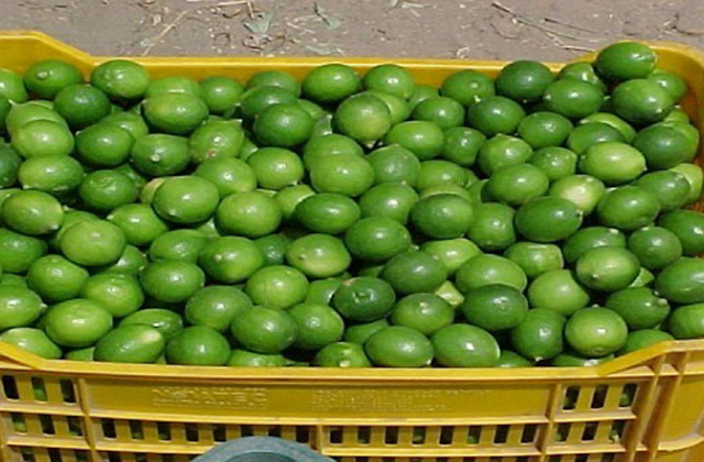 Հայտնի գիտնական Հրիստո Մերմերսկիի՝ քաղցկեղի կանխարգելման բաղադրատոմսը