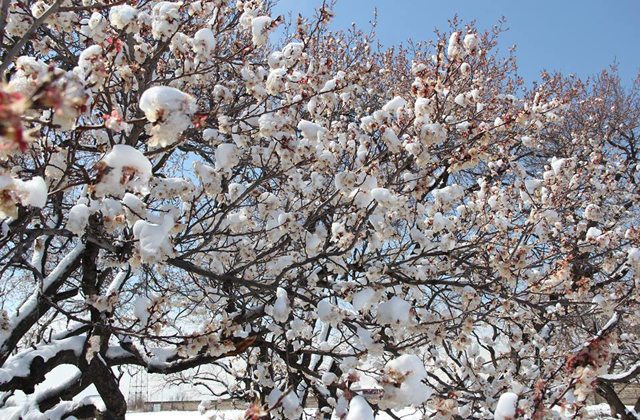 ՀՀ գյուղատնտեսության նախարարությունը տեղեկացնում է