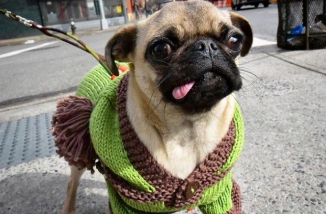 Նյու Յորքից նորաձև մոպսը գերել Է Instagram&shy;-ը