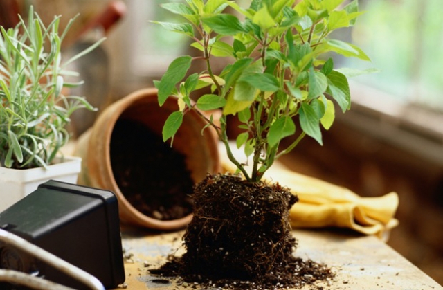 Սենյակային ծաղիկների էներգետիկան. բույս-դոնորներ և բույս-վամպիրներ