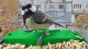 Ucom и SunChild реализуют программу «Умное наблюдение за птицами»